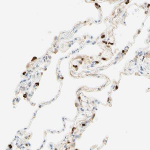 Anti-CD63 antibody produced in rabbit 