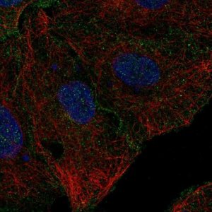 Anti-CD99L2 antibody produced in rabbit 