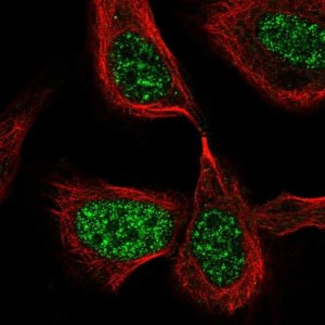Anti-CDC25C antibody produced in rabbit 