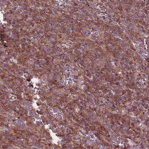 Anti-CDC42 antibody produced in rabbit 