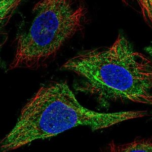 Anti-CDC42BPA antibody produced in rabbit 