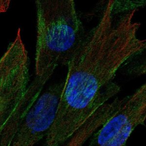 Anti-CDC42EP3 antibody produced in rabbit 