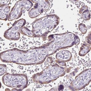 Anti-CDH19 antibody produced in rabbit 