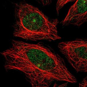 Anti-CDH24 antibody produced in rabbit 