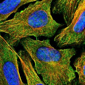 Anti-CDH26 antibody produced in rabbit 