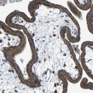 Anti-CDK17 antibody produced in rabbit 