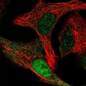 Anti-CDK2AP1 antibody produced in rabbit 