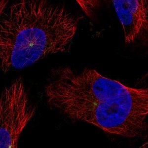 Anti-CDK5RAP2 antibody produced in rabbit 