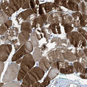 Anti-CDON antibody produced in rabbit 