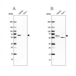 Anti-CDR2 antibody produced in rabbit 