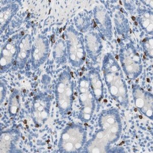 Anti-CEACAM1 antibody produced in rabbit 