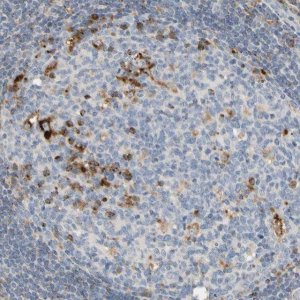 Anti-CECR1 antibody produced in rabbit 
