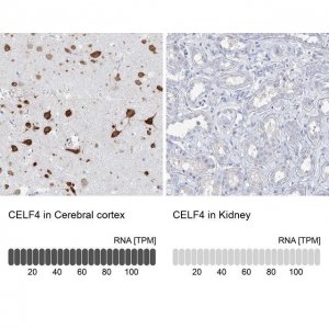 Anti-CELF4 antibody produced in rabbit 