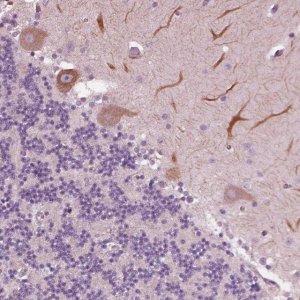 Anti-CELSR3 antibody produced in rabbit 