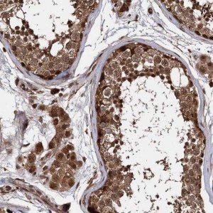 Anti-CEP192 antibody produced in rabbit 
