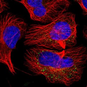 Anti-CEP295NL antibody produced in rabbit 