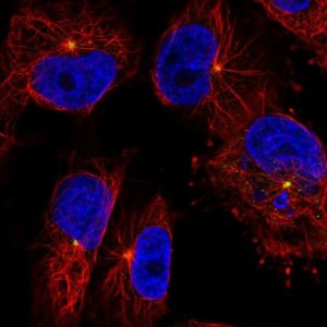 Anti-CEP350 antibody produced in rabbit 