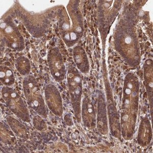 Anti-CEP57L1 antibody produced in rabbit 