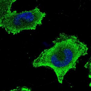 Anti-CEP57L1 antibody produced in rabbit 
