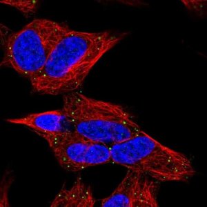 Anti-CERK antibody produced in rabbit HPA064699-100UL