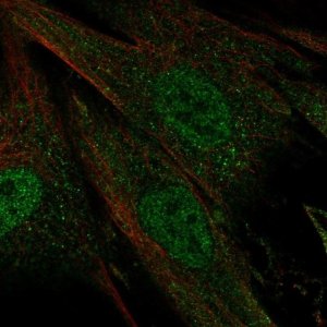 Anti-CERKL antibody produced in rabbit 