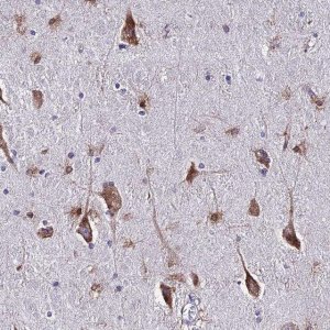 Anti-CERS1 antibody produced in rabbit 