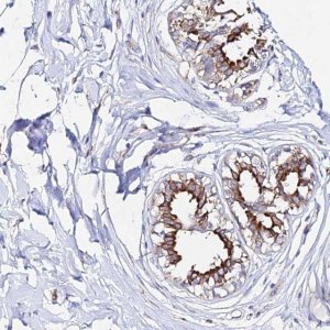 Anti-CFAP45 antibody produced in rabbit 