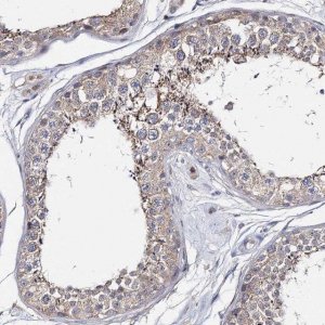 Anti-CFAP46 antibody produced in rabbit 