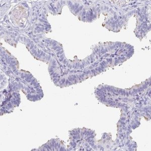 Anti-CFAP69 antibody produced in rabbit 