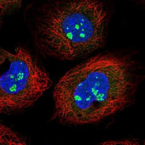 Anti-CFAP97 antibody produced in rabbit 