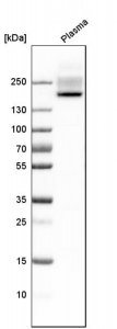 Anti-CFH antibody produced in rabbit 