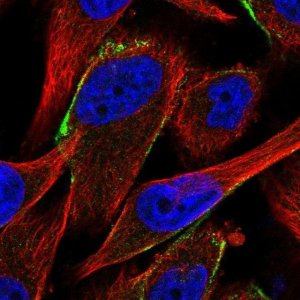 Anti-CFHR1 antibody produced in rabbit HPA038922-100UL