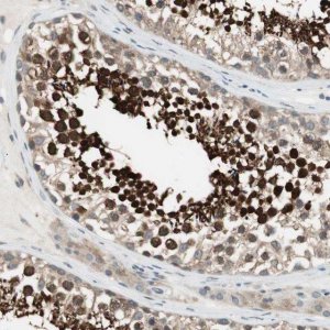 Anti-CGRRF1 antibody produced in rabbit 