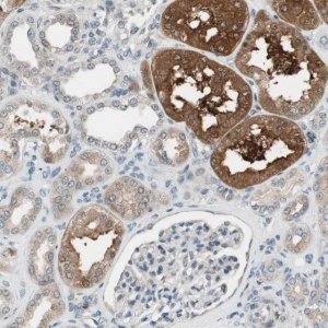 Anti-CGRRF1 antibody produced in rabbit 