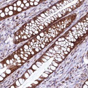 Anti-CHCHD1 antibody produced in rabbit 