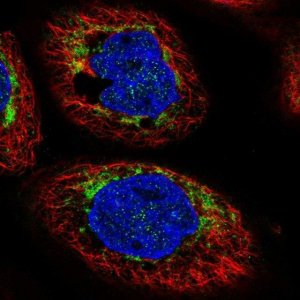 Anti-CHCHD6 antibody produced in rabbit 