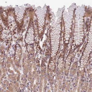 Anti-CHD9 antibody produced in rabbit 