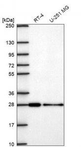 Anti-CHMP3 antibody produced in rabbit 