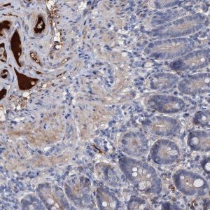 Anti-CHRD antibody produced in rabbit 