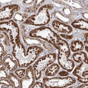 Anti-CHRM2 antibody produced in rabbit 
