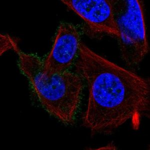 Anti-CHRM3 antibody produced in rabbit 