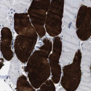 Anti-CHRM5 antibody produced in rabbit 