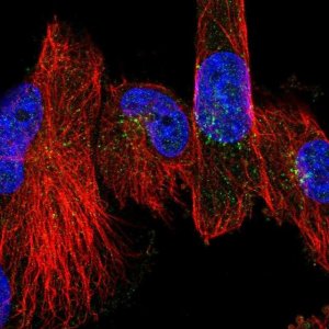 Anti-CHST11 antibody produced in rabbit 