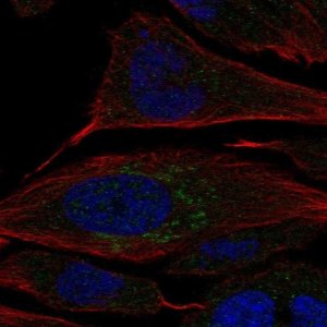Anti-CHST2 antibody produced in rabbit 
