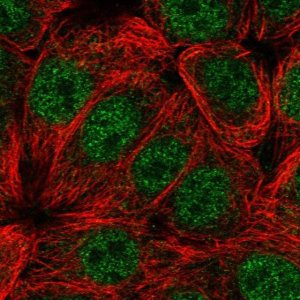 Anti-CIART antibody produced in rabbit 