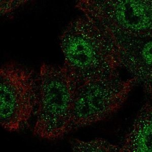 Anti-CIC antibody produced in rabbit 