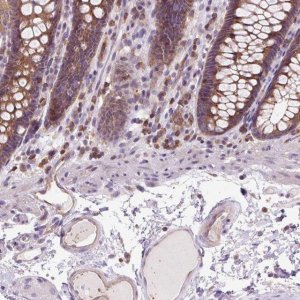 Anti-CISD3 antibody produced in rabbit 