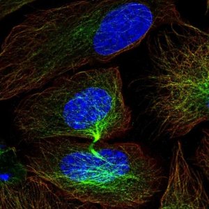 Anti-CISH antibody produced in rabbit 