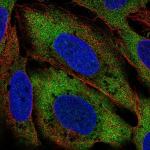 Anti-CIT antibody produced in rabbit 