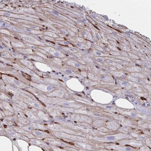 Anti-CITED4 antibody produced in rabbit 